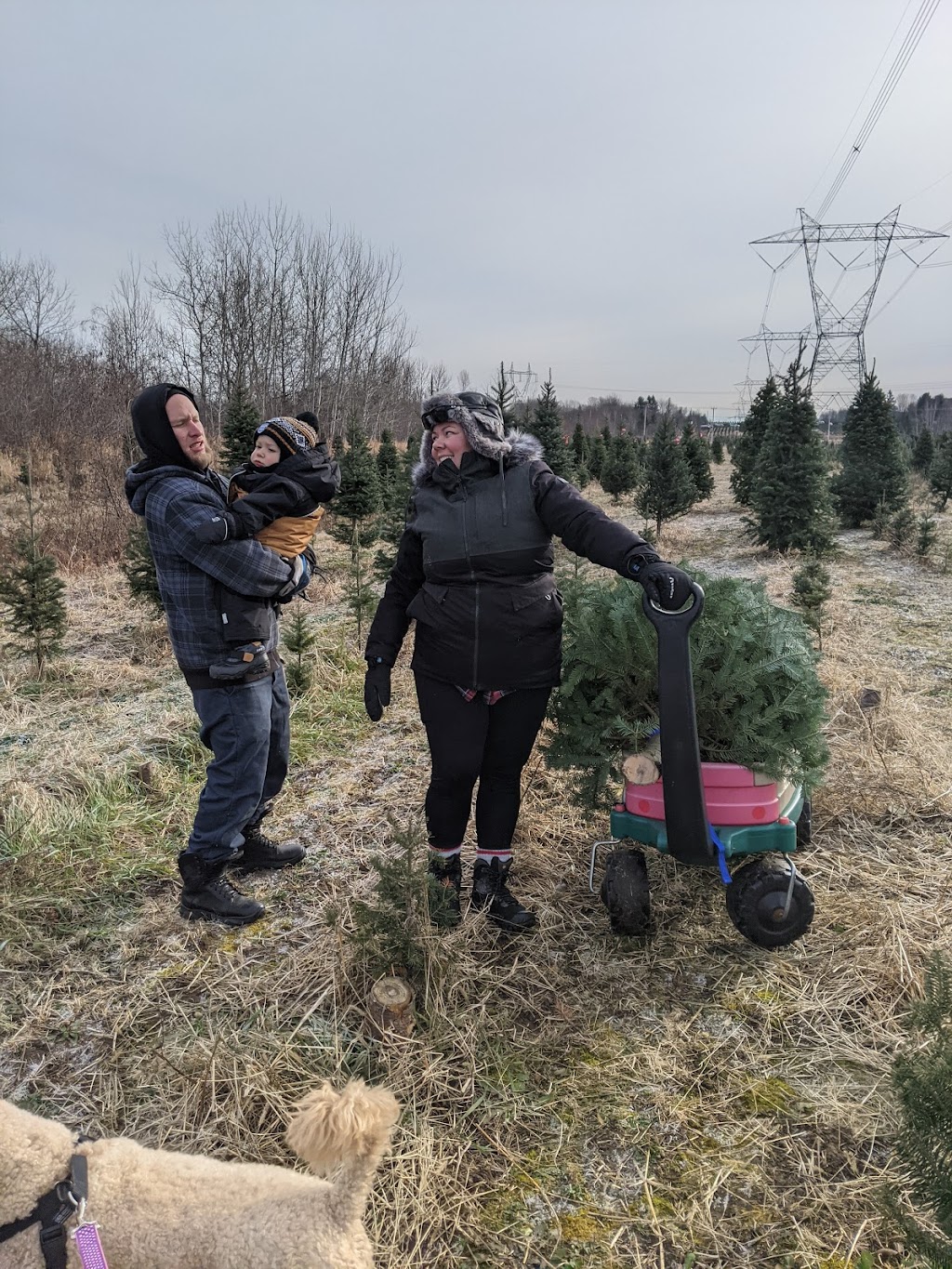 Sapinière St-Jean (sapins de Noël) | 1155 Rue Pierre-Beaumont, Saint-Jean-Chrysostome, QC G6Z 1P1, Canada | Phone: (855) 434-3520