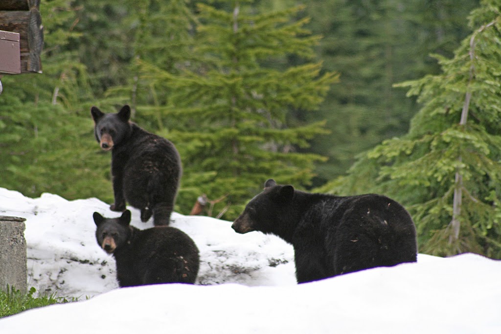 Hemlock Hollow Mountain Accommodations Inc. | 20744 Mt Downing Rd, Hemlock Valley, BC V0M 1A1, Canada | Phone: (604) 855-8183