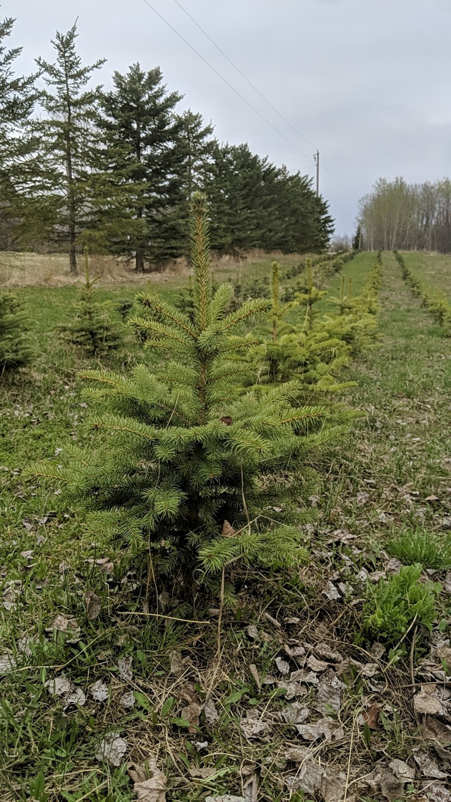 Cygnet Creek Tree Farms | 25, South Lakewood Drive, Alberta Beach, AB T0E 0A0, Canada | Phone: (780) 221-7050