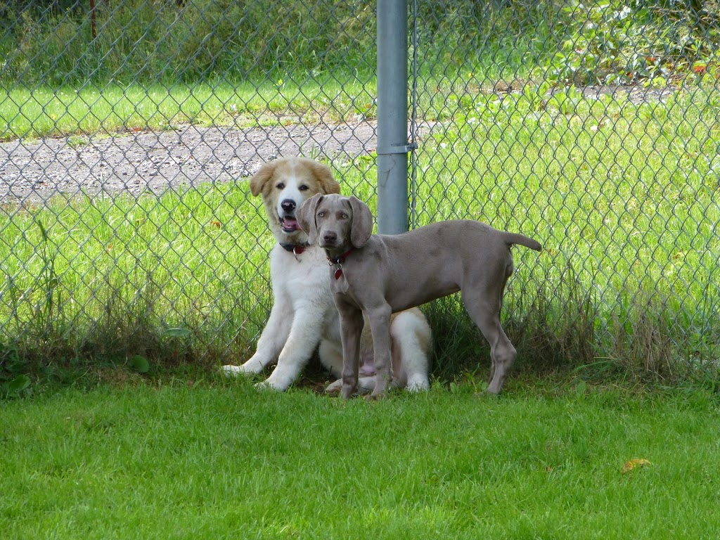 Chenil Lac Brome Kennel | 28 Chemin Barnes, West Brome, QC J0E 2P0, Canada | Phone: (450) 243-5587