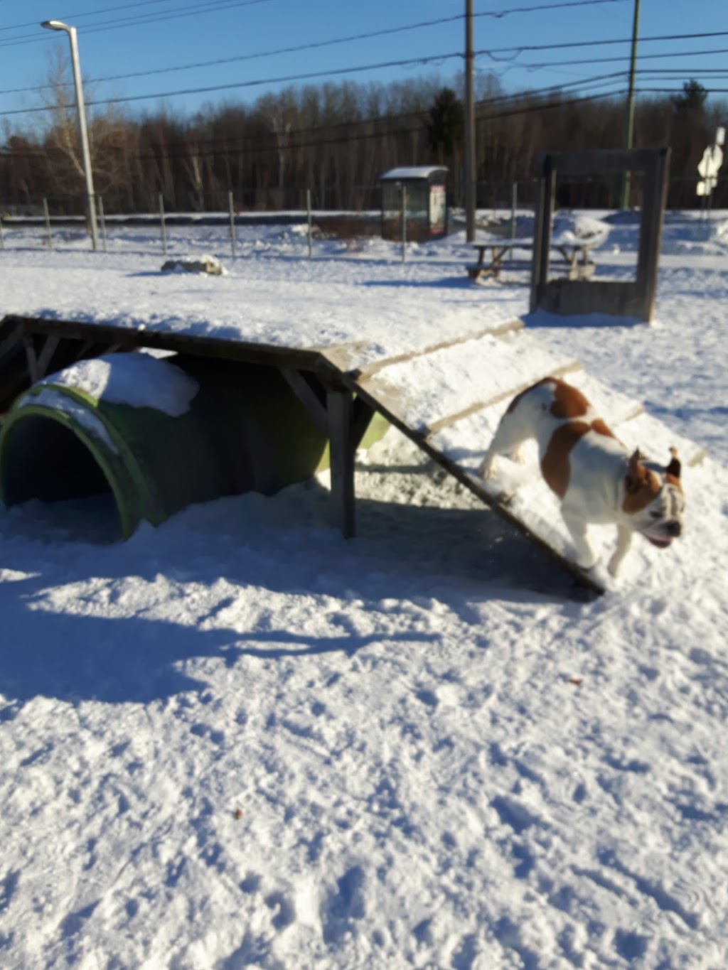 Parc Canin Côte-Saint-Louis | 122 Chemin de la Côte-Saint-Louis E, Blainville, QC J7C 5W1, Canada