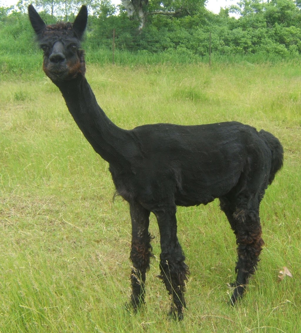 Rancho Tranquilo Alpacas | 6490 Stirling Marmora Rd, Marmora, ON K0K 2M0, Canada | Phone: (343) 645-5459