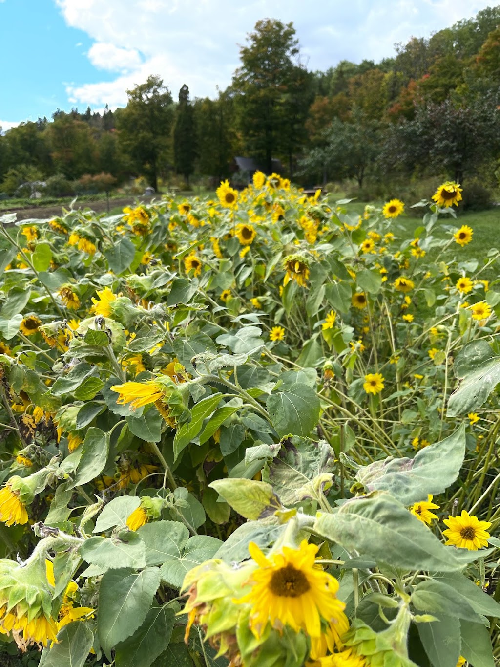 Les Jardins De Sophie | 515 Chem. de lAnse A Pelletier, Saint-Fulgence, QC G0V 1S0, Canada | Phone: (418) 674-1141