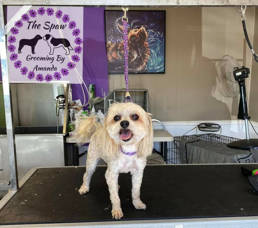 The Spaw Grooming By Amanda | 2376 County Rd 92, Elmvale, ON L0L 1P0, Canada | Phone: (705) 715-3286
