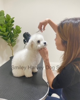 Smiley Harvey Dog Spa | 15 Henderson Ave, Thornhill, ON L3T 2K4, Canada | Phone: (289) 597-2366