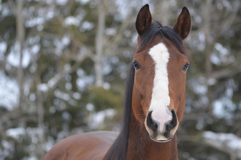 KÉLYA - Psychoéducation et thérapie assistée par le cheval | 153 Rue du Faubourg, Saint-Pacôme, QC G0L 3X0, Canada | Phone: (418) 234-3785