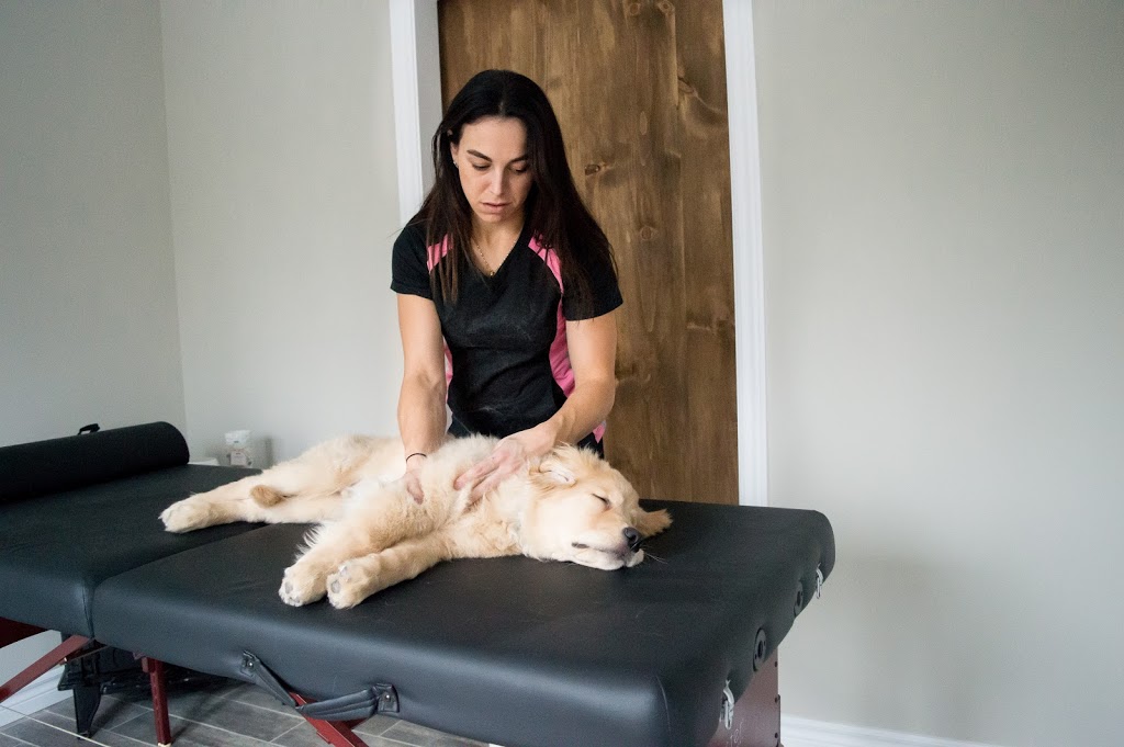 Rehab Fur Your Pet | 1663A Carling Ave, Ottawa, ON K2A 1C4, Canada | Phone: (613) 722-8888