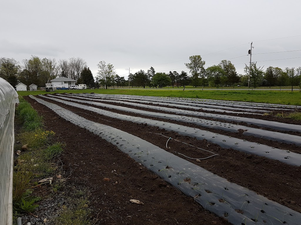 Under the Sun Farm | 1215 Simmons Rd, Odessa, ON K0H 2H0, Canada | Phone: (613) 777-2003