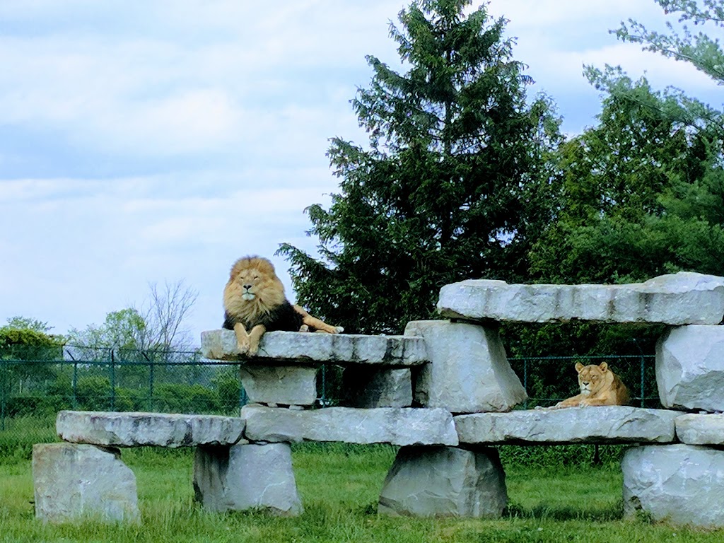 African Lion Safari | 1386 Cooper Rd, Cambridge, ON N1R 5S2, Canada | Phone: (519) 623-2620