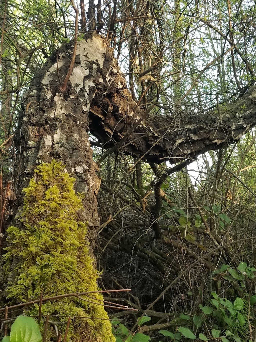 Shell Road Trail | Shell Rd Trail, Richmond, BC V6Y 1R5, Canada