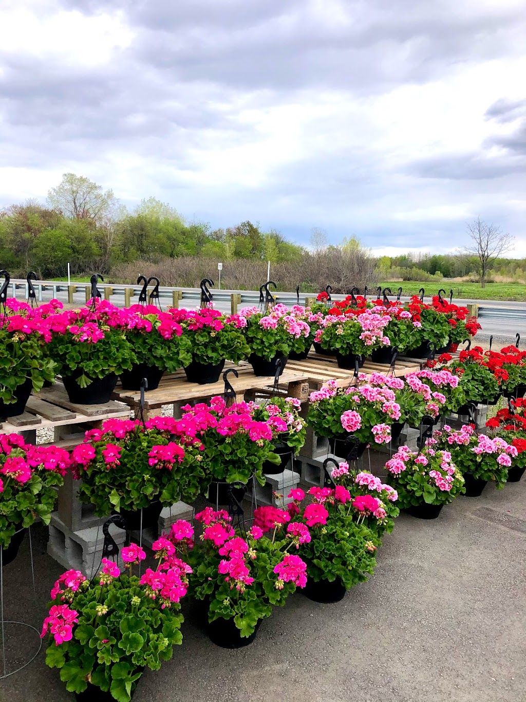 LAVOIE Fleurs et Jardins | 555 Av. des Bois, Laval, QC H7R 6E7, Canada | Phone: (514) 796-4043