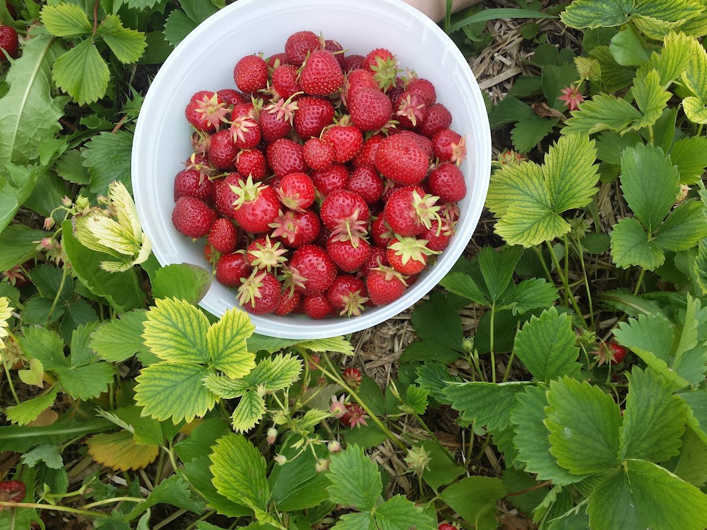 Friedensfeld Honey & Berry Farm LTD | 38109 Rd 31N, Friedensfeld, MB R5G 1M4, Canada | Phone: (204) 326-1500