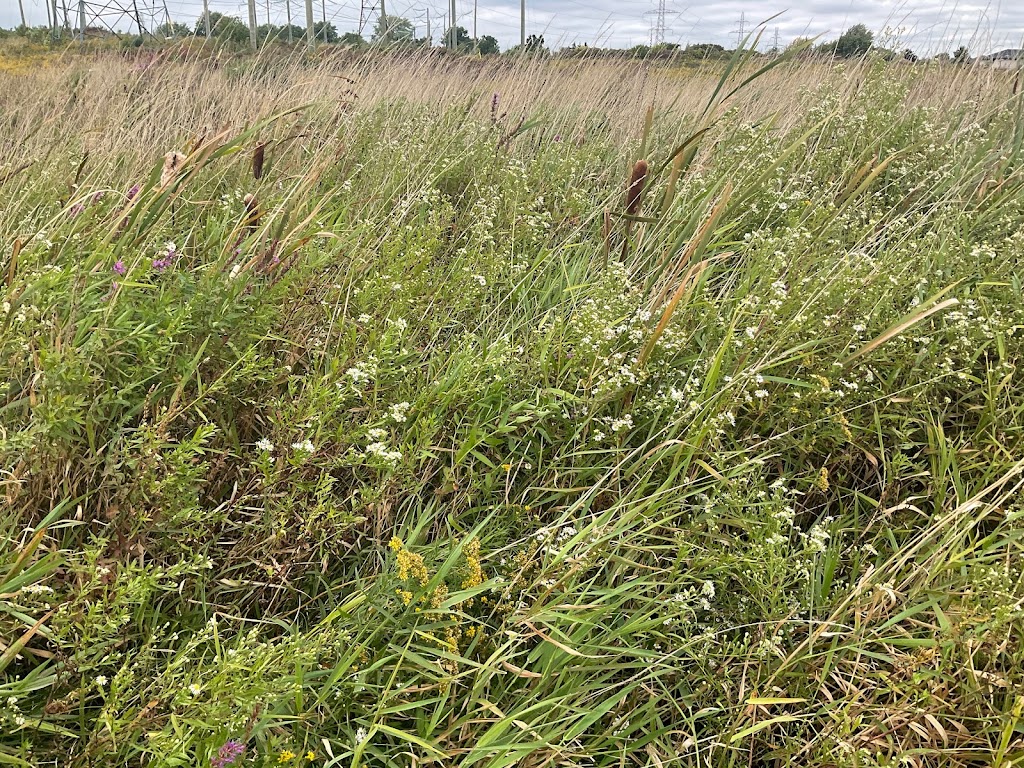 Red River … Green Beanstalk … Blueberry Basin | 46 Grassyplain Dr, Mount Hope, ON L0R 1W0, Canada | Phone: (905) 741-4494