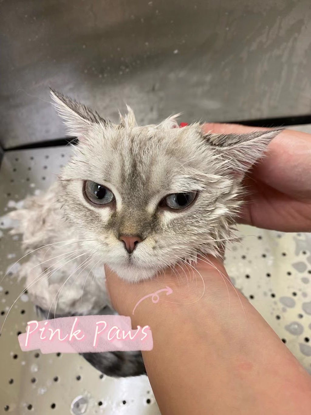 Pink Paws Pets Grooming | 900 Rathburn Rd W, Mississauga, ON L5C 4L2, Canada | Phone: (647) 686-1355