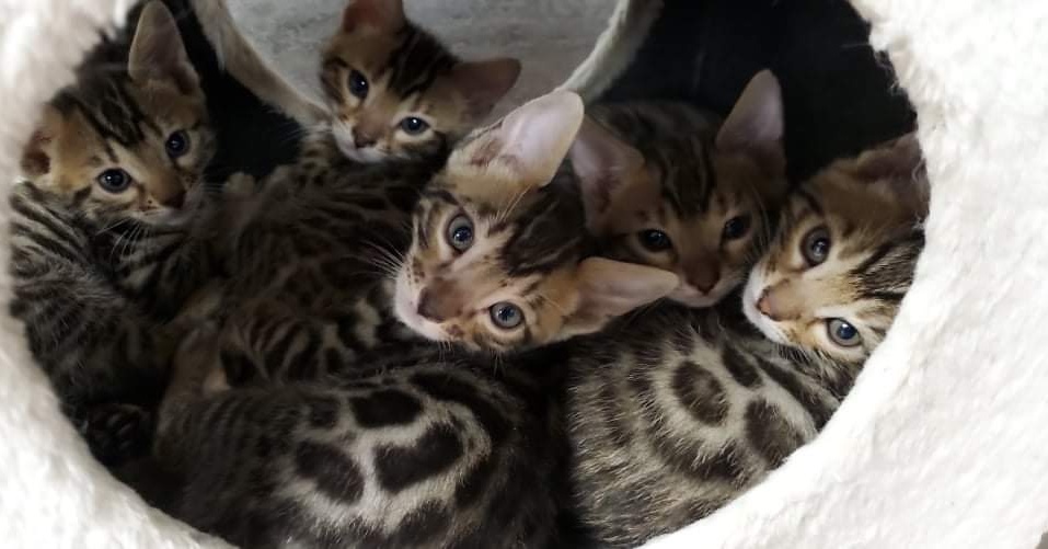 Bengal Babies Cattery | 734 Hampton Hills Dr, High River, AB T1V 0E6, Canada | Phone: (403) 966-8412