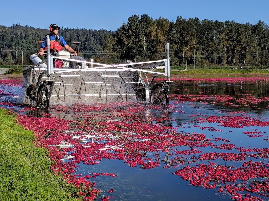 THE BOG Riverside Cranberry Farm | 26885 88 Ave, Langley City, BC V1M 3L8, Canada | Phone: (604) 614-7625