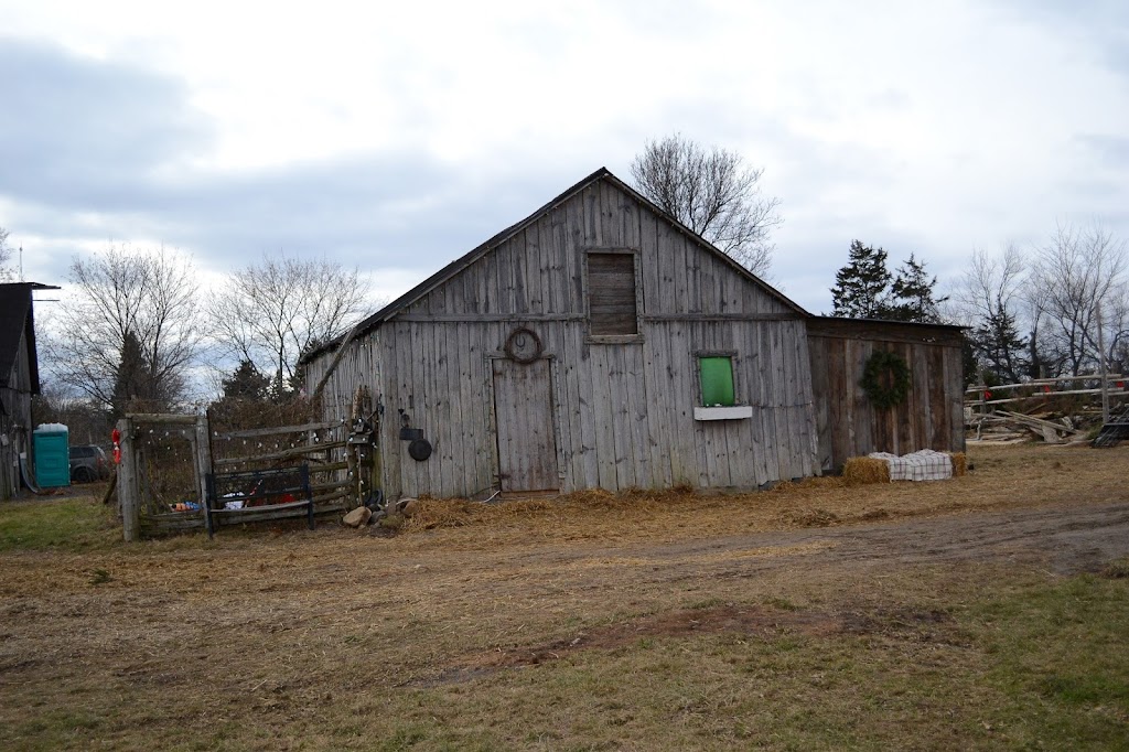 Caroles Christmas Tree Farm | 7685 2, Napanee, ON K7R 3K6, Canada | Phone: (613) 532-9627