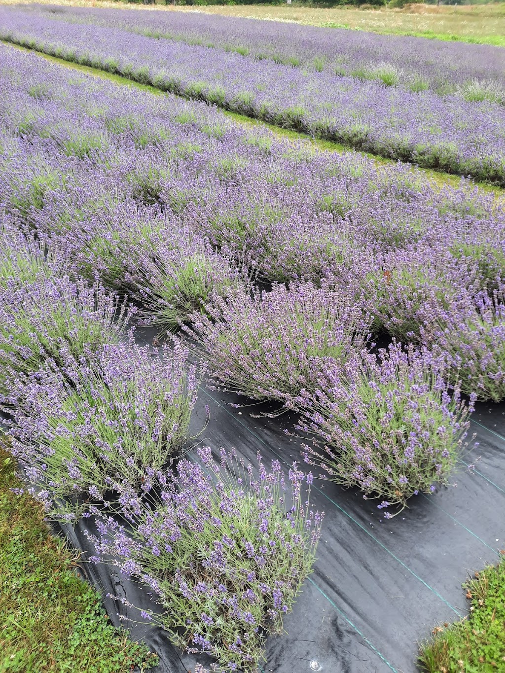 Stonewell Lavender Farm | 9762 Wellington Rd 42, Erin, ON N0B 1T0, Canada | Phone: (905) 757-8781