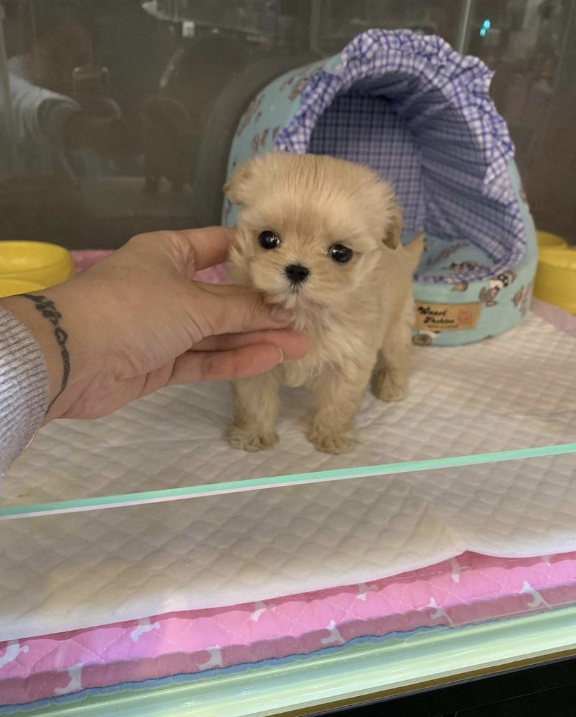 Teacup Dogyam Puppies For Sald | 108 Hendon Ave, North York, ON M2M 1A2, Canada | Phone: (574) 777-3177