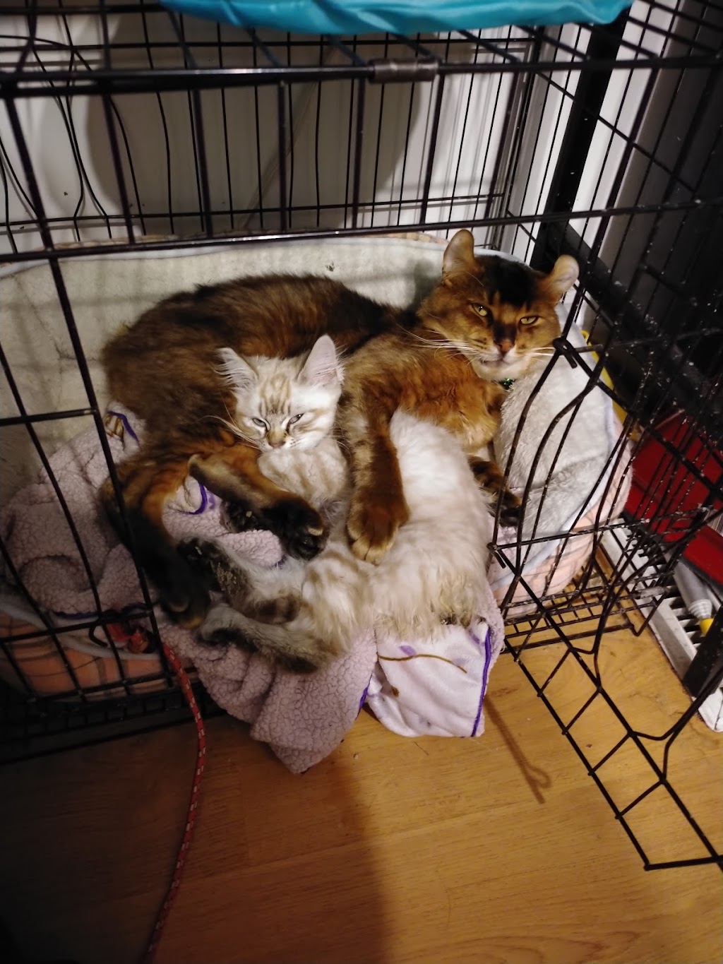 Chatterie La ferme au lynx | 769 Rang 8 E, LAvenir, QC J0C 1B0, Canada | Phone: (450) 760-1718