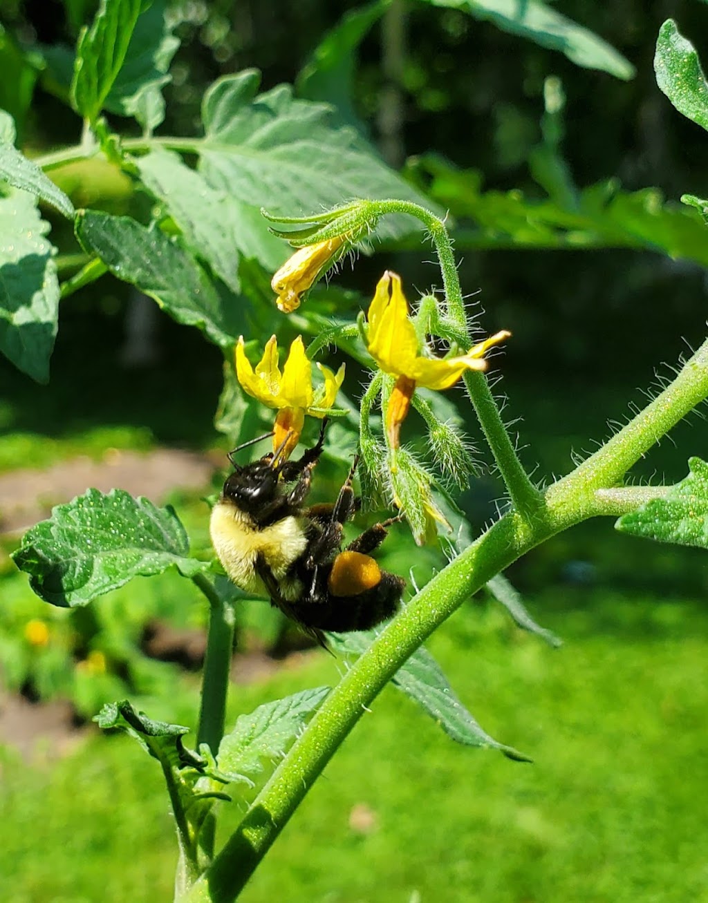 Winters Garden Bed & Greenhouse | 7 Stokil Dr, Lower Sackville, NS B4C 2V1, Canada | Phone: (902) 209-7409