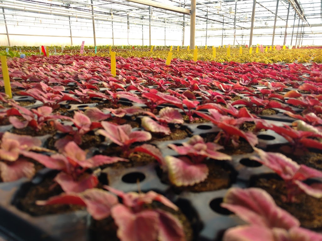 Jefferys Greenhouses Inc | 1036 Lakeshore Rd W, St. Catharines, ON L2R 6P9, Canada | Phone: (905) 934-0514