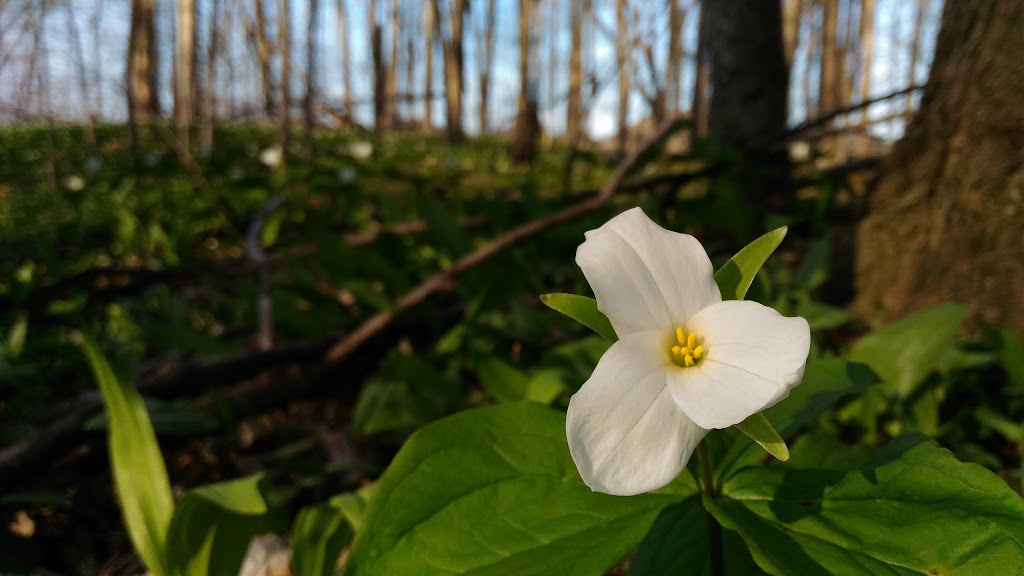 Stamm Woodlot | Springwater Dr, Waterloo, ON N2V 2S4, Canada