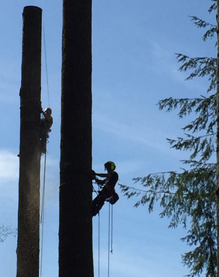 Pacific Rim Tree Service | 5862 Aldergrove Dr, Courtenay, BC V9J 1W2, Canada | Phone: (778) 585-9663