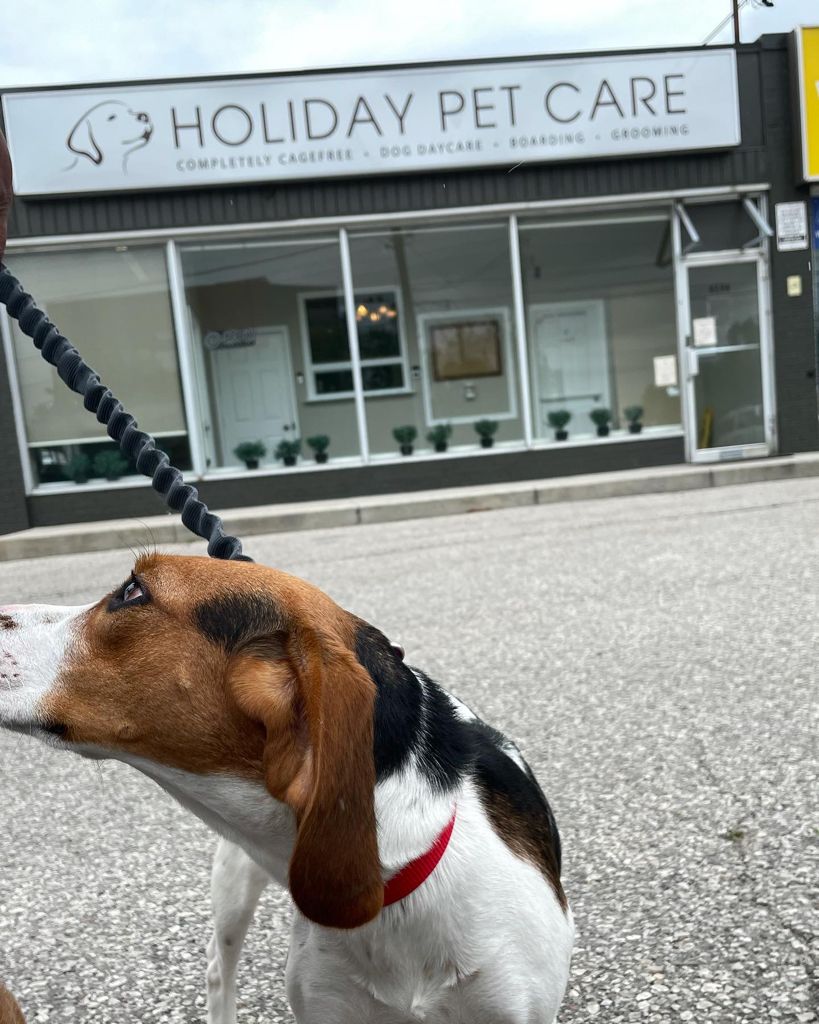 Holiday Pet Care | 8234 Yonge St, Thornhill, ON L4J 1W6, Canada | Phone: (416) 561-7387