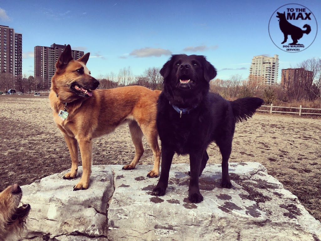 To The MAX - Dog Walking Services | 9 Barrhead Crescent, Etobicoke, ON M9W 3Z2, Canada | Phone: (416) 574-7848