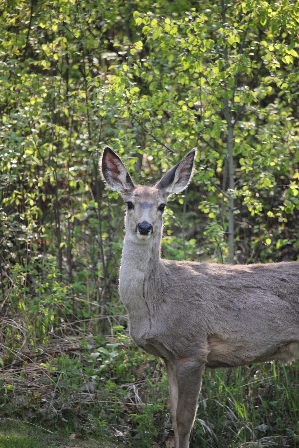 Deere Park | Ponoka County, AB T0C 2J0, Canada | Phone: (877) 518-7275