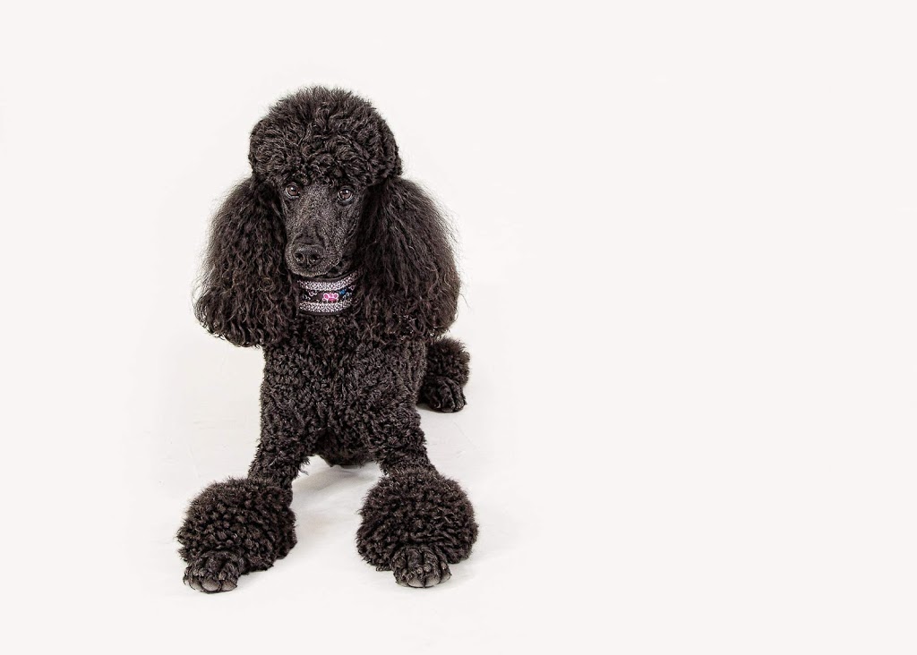 Colors standard poodles | 8068 McArthur Side Rd, Washago, ON L0K 2B0, Canada | Phone: (705) 689-6429