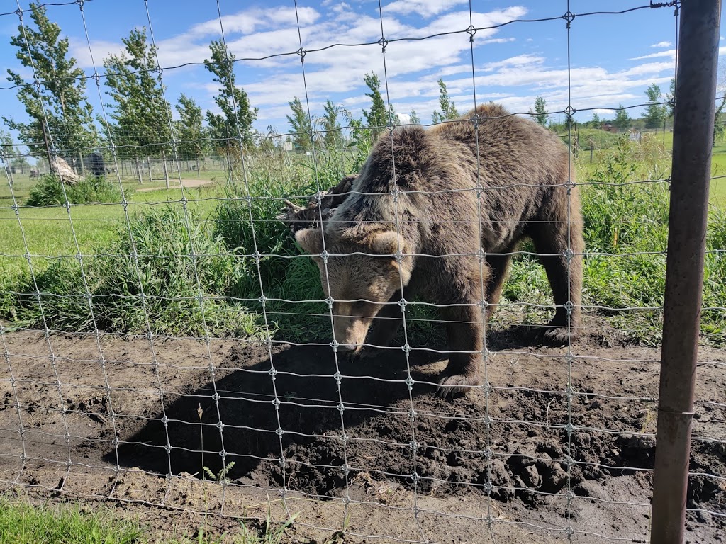 Discovery Wildlife Park & Campground | 5400 42 Ave, Innisfail, AB T4G 1P9, Canada | Phone: (403) 227-3211