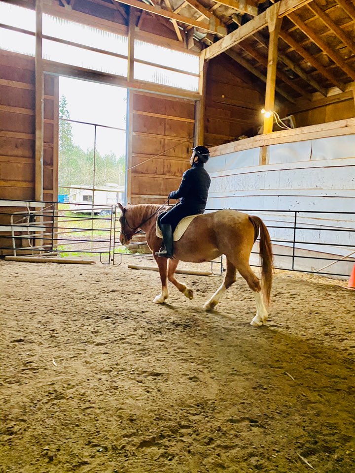 Sunny Riding Stables | 8020 216 St, Langley City, BC V2Y 2C7, Canada | Phone: (778) 896-3797