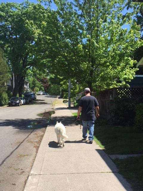 Michaels Dog Walking Service | 206 Wineva Ave, Toronto, ON M4E 2T4, Canada | Phone: (647) 453-6021