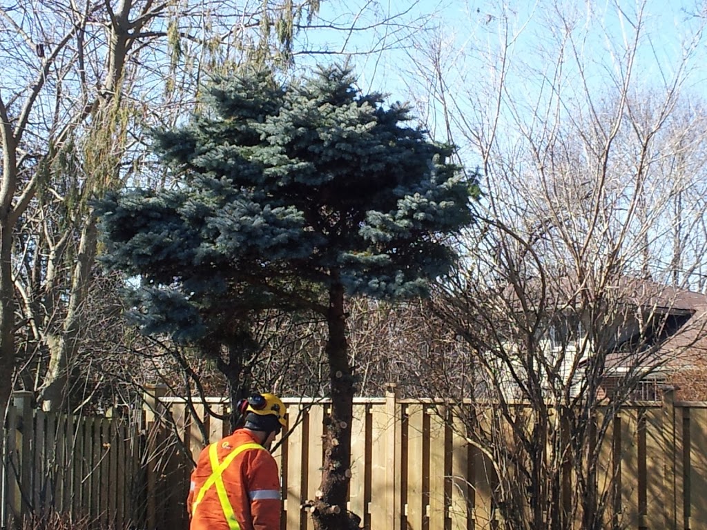 Pineridge Tree Service | 5917 Kister Rd, Niagara Falls, ON L2G 0B7, Canada | Phone: (905) 328-4323