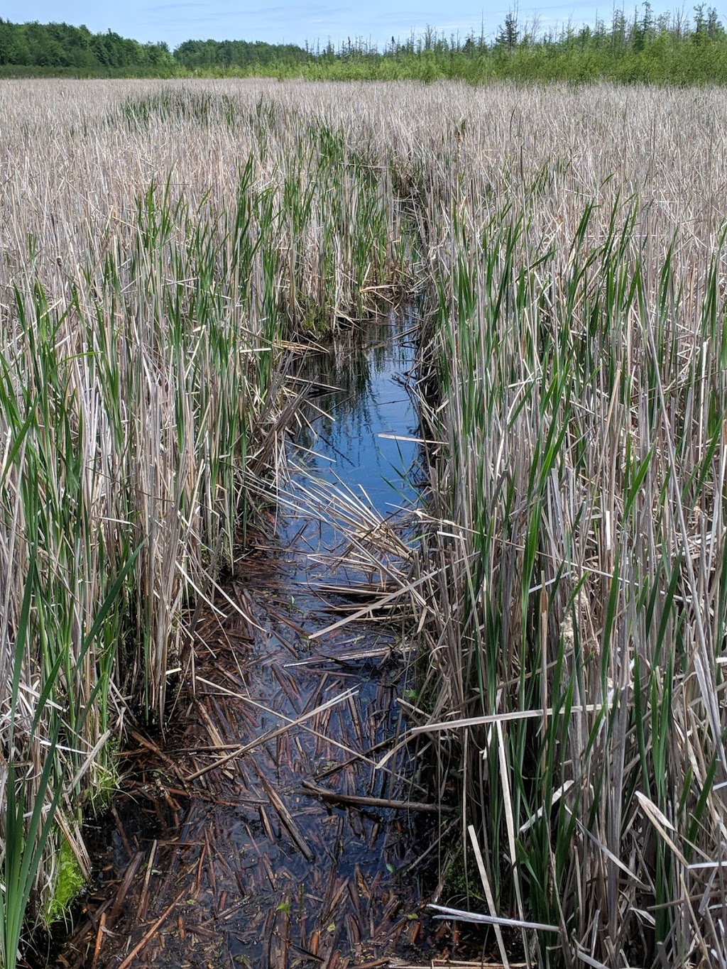 Mer Bleue Bog Trail | Ridge Rd, Ottawa, ON K0A 2Y0, Canada | Phone: (613) 239-5000