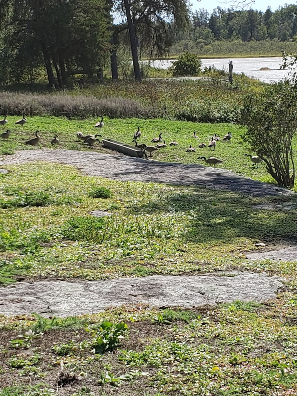 Alfred Hole Goose Sanctuary & Visitor Centre | Provincial Trunk Hwy 44, Rennie, MB R0E 1R0, Canada | Phone: (204) 369-3157