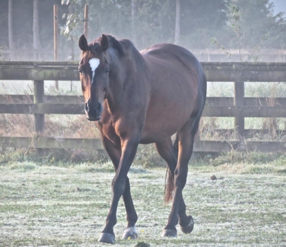 Crescent Stables Ltd | 3749 Arthur Dr, Delta, BC V4K 3N2, Canada | Phone: (604) 946-6864