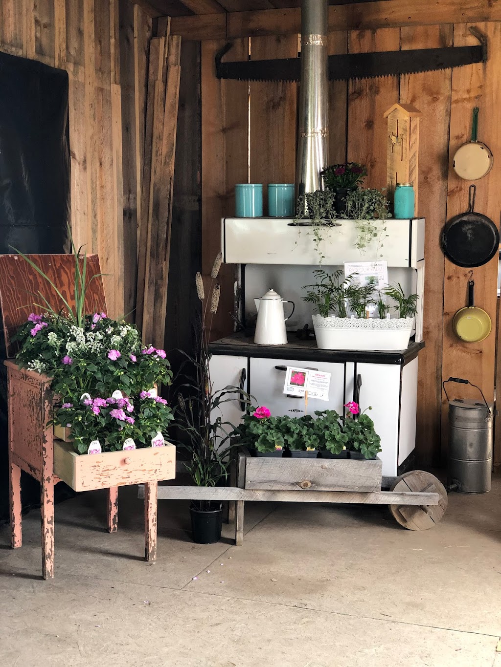 The Bloom n Bucket Country Greenhouses | 48503 Range Rd 263, Calmar, AB T0C 0V0, Canada | Phone: (780) 994-0944