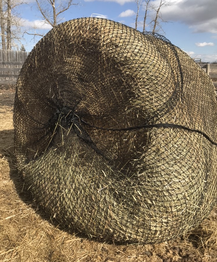 Knaughty Nets & Pets | RR 1 Site 12 Comp 16 241009, Hwy 814, Millet, AB T0C 1Z0, Canada | Phone: (780) 235-8844