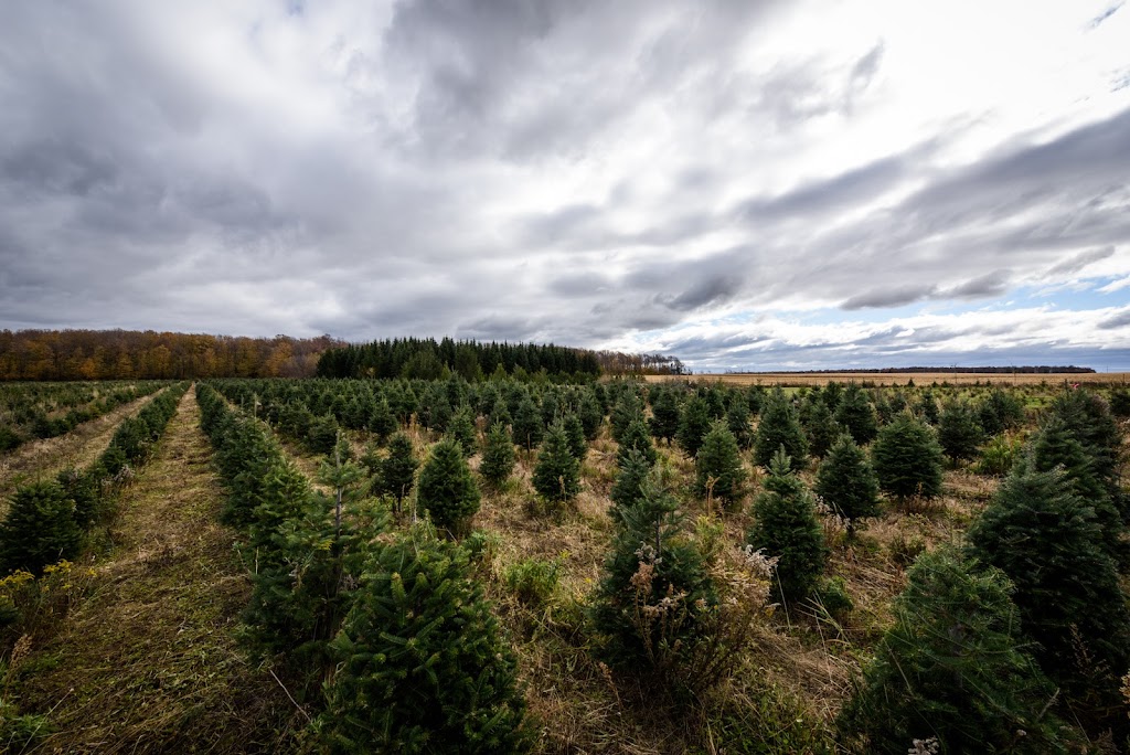 Coupez Votre Sapin S.E.N.C | 108 Rang Saint-Pierre, Saint-Isidore, QC G0S 2S0, Canada | Phone: (418) 204-9253