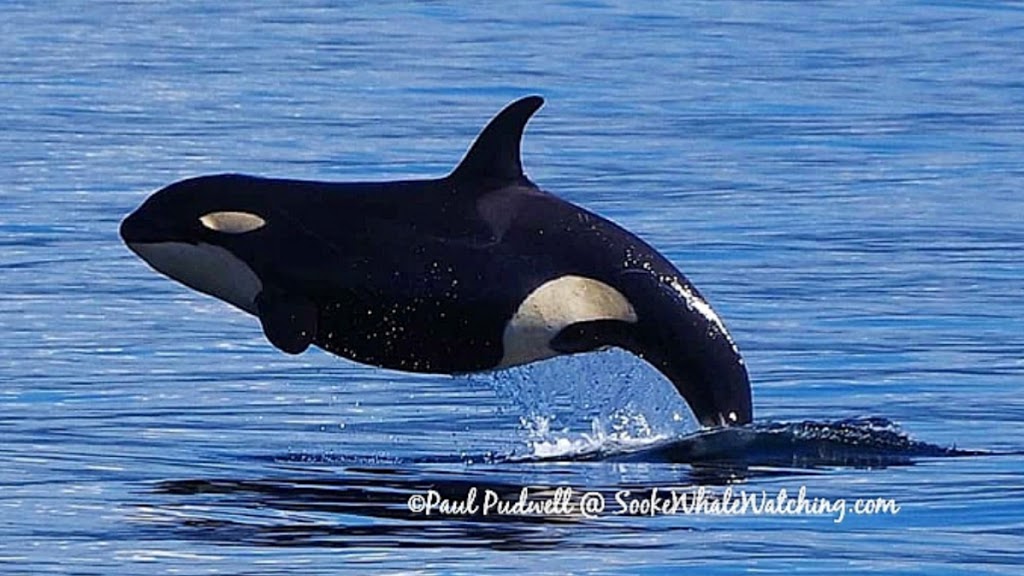 Sooke Whale Watching / Sooke Coastal Explorations | 1581 Dufour Rd, Sooke, BC V9Z 0T6, Canada | Phone: (250) 642-2343