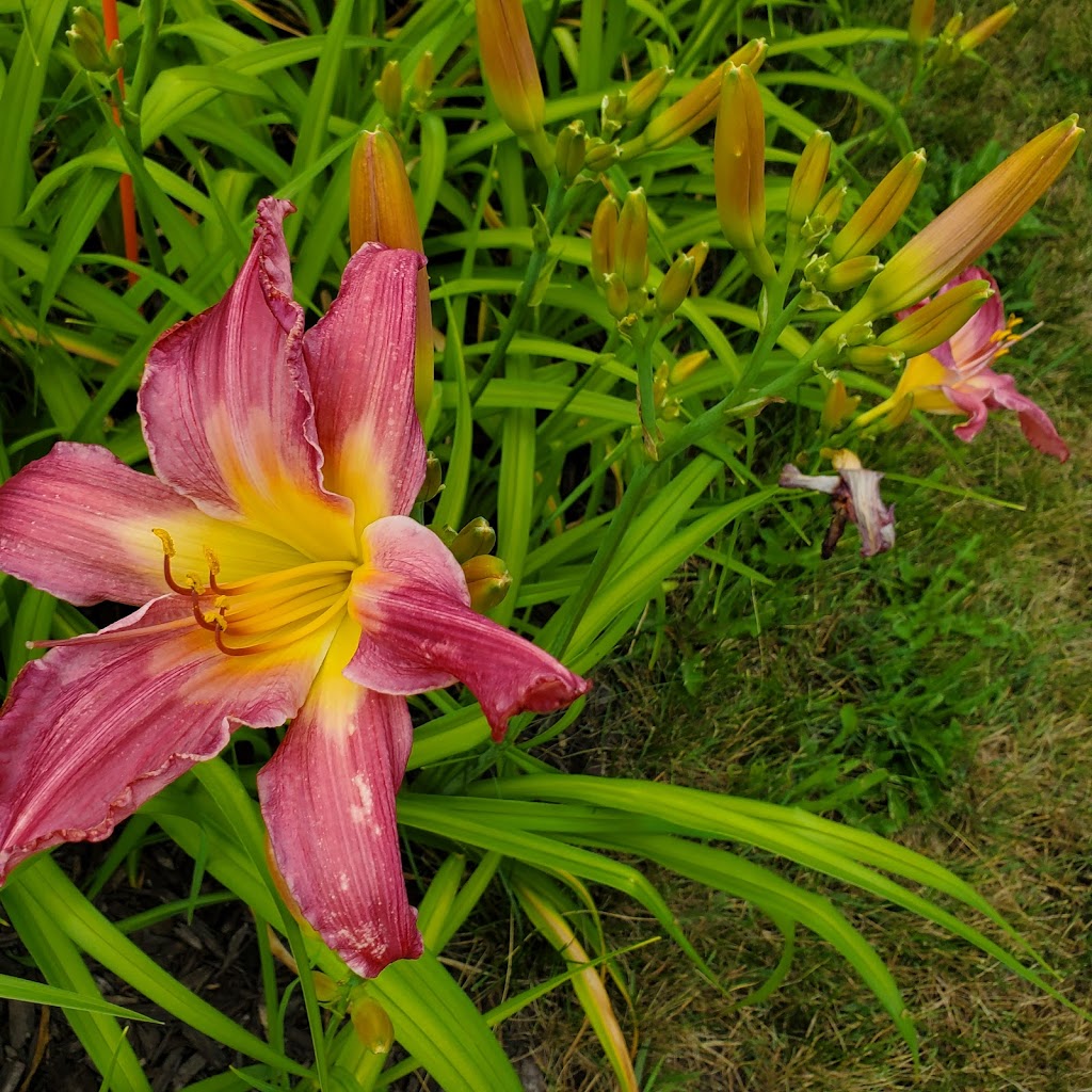 Dynamic Daylilies Inc. | 4500 S Service Rd, Beamsville, ON L0R 1B1, Canada | Phone: (905) 617-0788