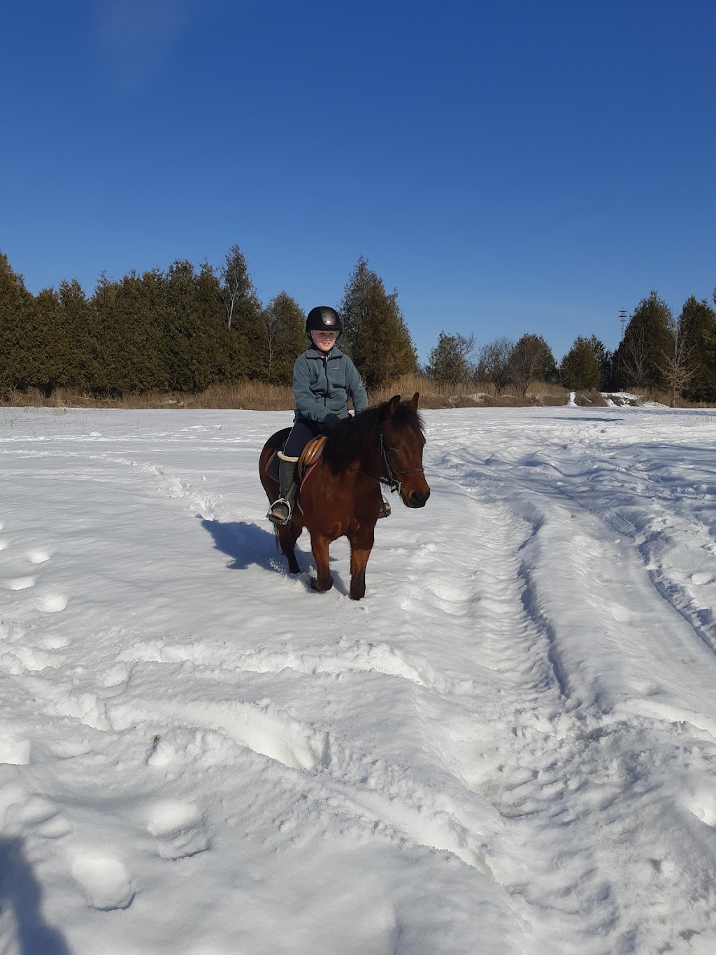 Benhaven Stable | 1954 9th Line, Carleton Place, ON K7C 3P2, Canada | Phone: (613) 250-2219