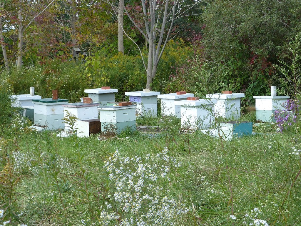 Kiss My Bees Honey | 15 Firner St, Hampton, ON L0B 1J0, Canada | Phone: (905) 728-9419