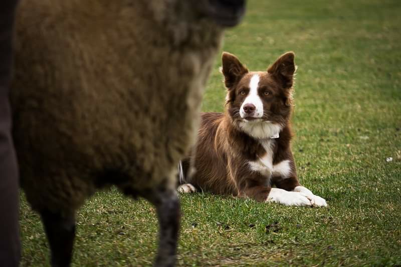 Chien Sans Frontière | 363 Rang dOrvilliers, Sainte-Anne-de-la-Pérade, QC G0X 2J0, Canada | Phone: (438) 274-0139