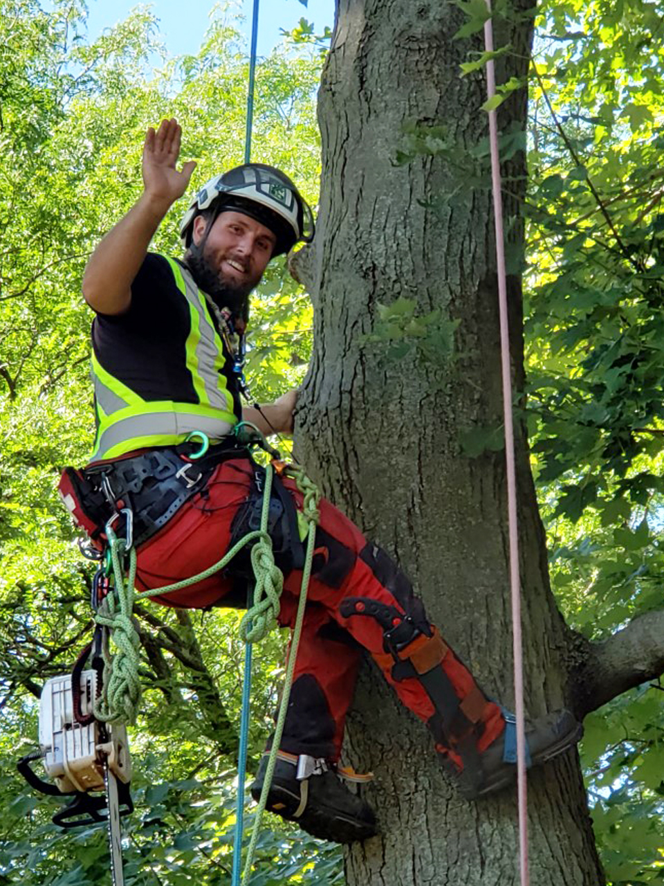 Clarke Tree Service | 395 Sandhurst Dr, Oakville, ON L6L 4L1, Canada | Phone: (289) 259-3967