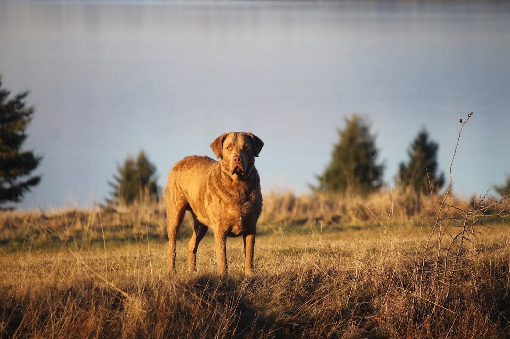 Red Dog Training | 242 N River Rd, Charlottetown, PE C1A 3L7, Canada | Phone: (619) 916-1106