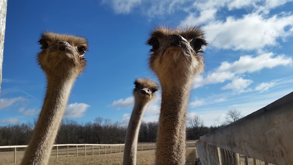 Ostrich Land Ontario | 8299 Concession Rd 2, Caistor Centre, ON L0R 1E0, Canada | Phone: (647) 988-0841